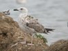 Yellow-legged Gull at Paglesham Lagoon (Steve Arlow) (165971 bytes)